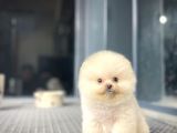 Yavru Patiler Güvencesiyle Pomeranian Boo Yavrularımız