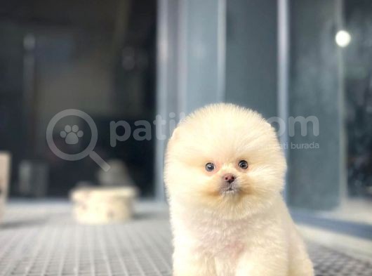 Yavru Patiler Güvencesiyle Pomeranian Boo Yavrularımız görsel