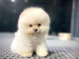 Yavru Patiler Güvencesiyle Pomeranian Boo Yavrularımız