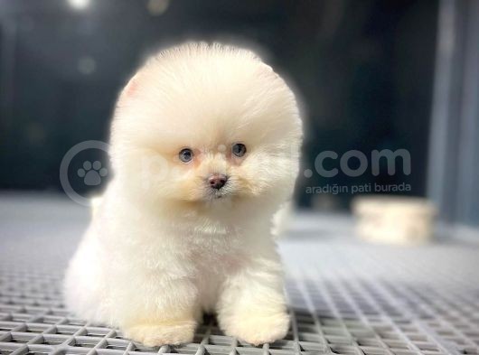 Yavru Patiler Güvencesiyle Pomeranian Boo Yavrularımız görsel