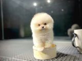 Yavru Patiler Güvencesiyle Pomeranian Boo Yavrularımız
