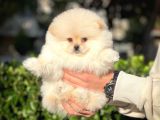 Çocuklarla Anlaşabilen Irk, Pomeranian Boo Yavrularımız