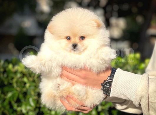 Çocuklarla Anlaşabilen Irk, Pomeranian Boo Yavrularımız görsel