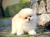 Çocuklarla Anlaşabilen Irk, Pomeranian Boo Yavrularımız