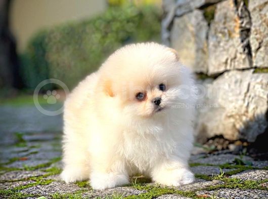 Çocuklarla Anlaşabilen Irk, Pomeranian Boo Yavrularımız