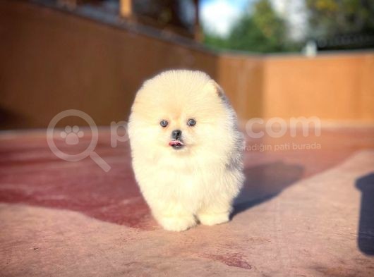 Çocuklarla Anlaşabilen Irk, Pomeranian Boo Yavrularımız görsel