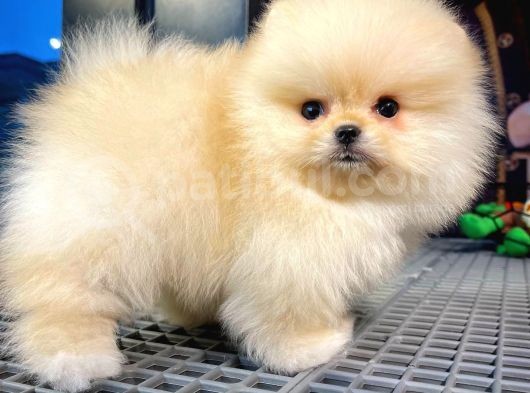 Yavru Patiler Güvencesiyle Pomeranian Boo Yavrularımız görsel