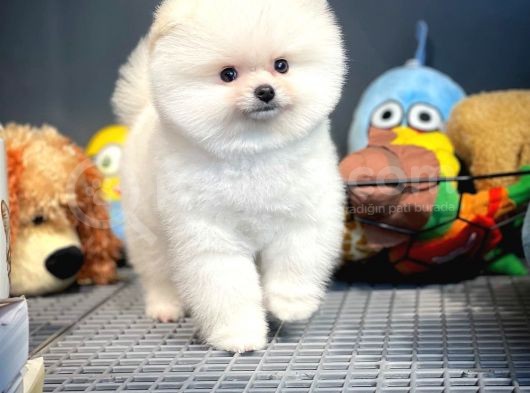 Yavru Patiler Farkı İle Pomeranian Boo Yavrularımız görsel