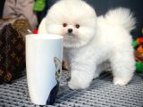 Yavru Patiler Farkı İle Pomeranian Boo Yavrularımız