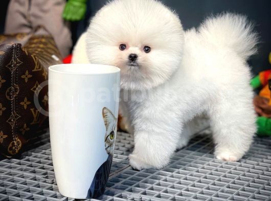 Yavru Patiler Farkı İle Pomeranian Boo Yavrularımız görsel
