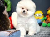 Yavru Patiler Farkı İle Pomeranian Boo Yavrularımız