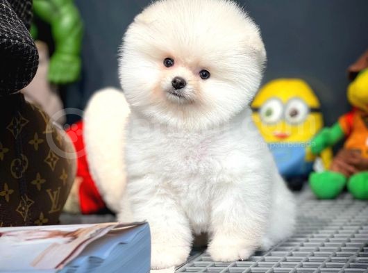 Yavru Patiler Farkı İle Pomeranian Boo Yavrularımız
