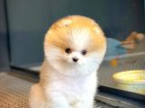 Teddy Bear Ayı Surat Yavrularımız