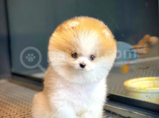 Teddy Bear Ayı Surat Yavrularımız görsel