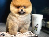 Irk ve Sağlık Garantili Pomeranian Boo Yavrularımız