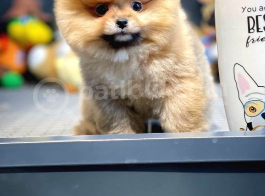Irk Ve Sağlık Garantili Pomeranian Boo Yavrularımız görsel