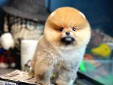 Irk Ve Sağlık Garantili Pomeranian Boo Yavrularımız