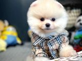 Mini Boy Pomeranian Boo Yavrularımız