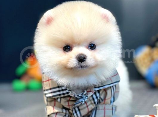 Mini Boy Pomeranian Boo Yavrularımız görsel