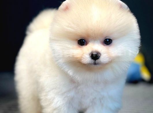Mini Boy Pomeranian Boo Yavrularımız görsel