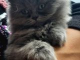 British Longhair Cinsi İngiltere Biritanya