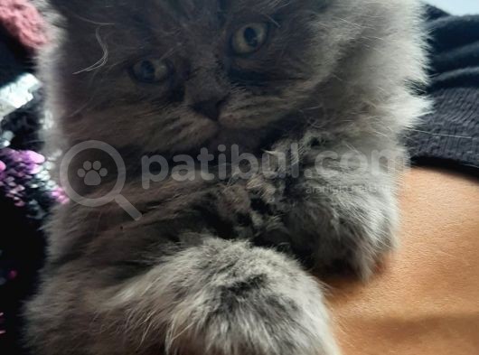 British Longhair Cinsi İngiltere Biritanya görsel