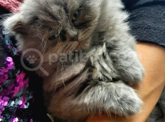 British Longhair Cinsi İngiltere Biritanya görsel