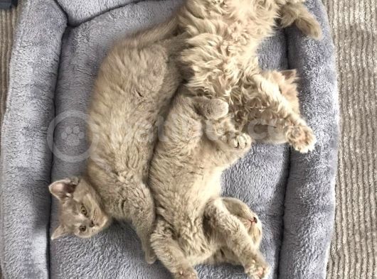 Bristh Shorthair Ve Longhair görsel