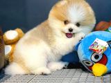 Mini Boy Pomeranian Boo Yavrularımız