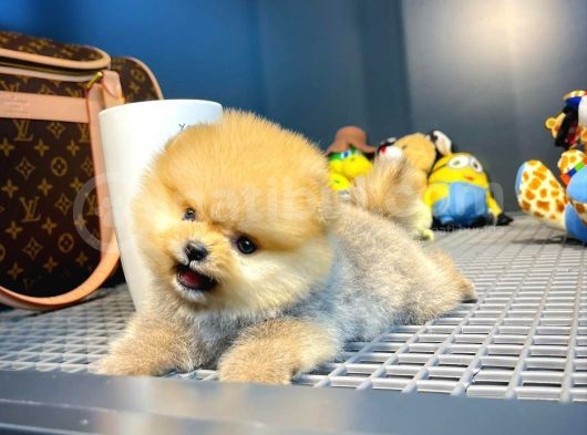 Irk Ve Saglık Garantılı Pomeranıan Boo görsel