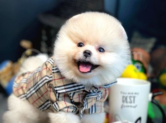 Teddy Bear Face Pomeranian Boo Yavrularımız