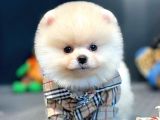 Teddy Bear Face Pomeranian Boo Yavrularımız