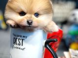 Irk Ve Saglık Garantılı Pomeranıan Boo
