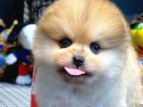 Yavru Patiler Güvencesi ile Yeni Gelen Tedybear Pomeranian Yavrularımız