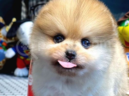 Yavru Patiler Güvencesi Ile Yeni Gelen Tedybear Pomeranian Yavrularımız