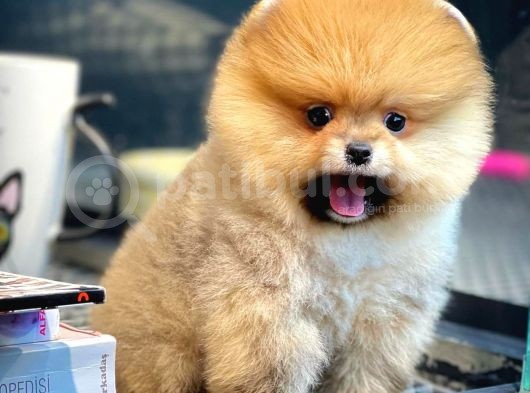 Yavru Patiler Güvencesi Ile Yeni Gelen Tedybear Pomeranian Yavrularımız