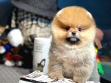 Yavru Patiler Güvencesi Ile Yeni Gelen Tedybear Pomeranian Yavrularımız