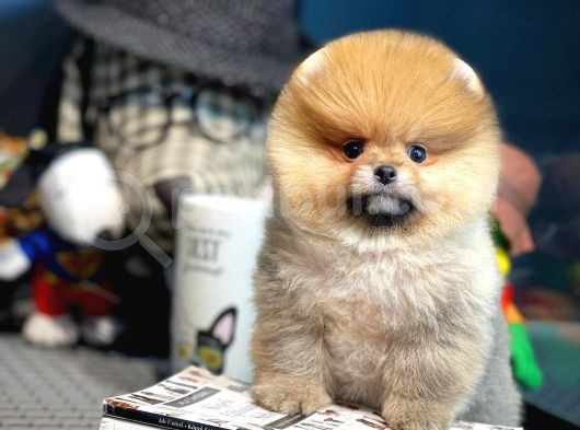 Yavru Patiler Güvencesi Ile Yeni Gelen Tedybear Pomeranian Yavrularımız görsel