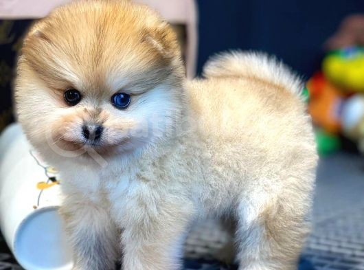 Yavru Patiler Güvencesi Ile Yeni Gelen Tedybear Pomeranian Yavrularımız görsel