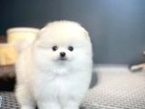 Yavru Patiler Güvencesi Ile Yeni Gelen Tedybear Pomeranian