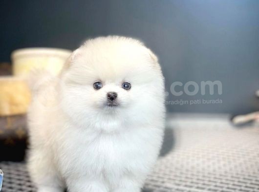 Yavru Patiler Güvencesi Ile Yeni Gelen Tedybear Pomeranian görsel