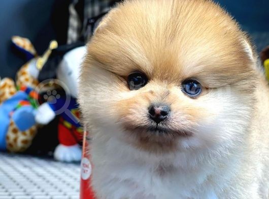 Yavru Patiler Güvencesi Ile Yeni Gelen Tedybear Pomeranian Yavrularımız görsel