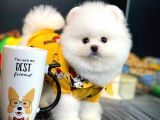 Yavru Patiler Güvencesi Ile Yeni Gelen Tedybear Pomeranian