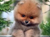 Yavru Patiler Güvencesi Ile Yeni Gelen Tedybear Pomeranian