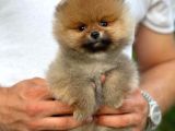 Yavru Patiler Güvencesi ile Yeni Gelen Tedybear Pomeranian