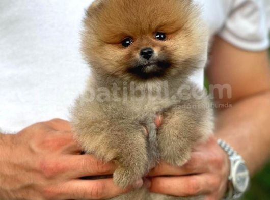 Yavru Patiler Güvencesi Ile Yeni Gelen Tedybear Pomeranian