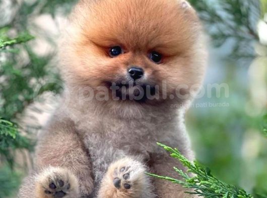 Yavru Patiler Güvencesi Ile Yeni Gelen Tedybear Pomeranian görsel