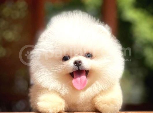 Yavru Patiler Güvencesi Ile Yeni Gelen Tedybear Pomeranian görsel