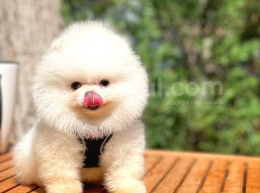 Yavru Patiler Güvencesi Ile Yeni Gelen Tedybear Pomeranian görsel