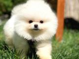 Yavru Patiler Güvencesi ile Yeni Gelen Tedybear Pomeranian